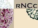 RNCC